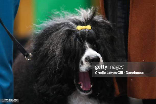 Portuguese Water Dog barks during Day Two of Crufts 2023 at NEC Arena on March 10, 2023 in Birmingham, England. Billed as the greatest dog show in...