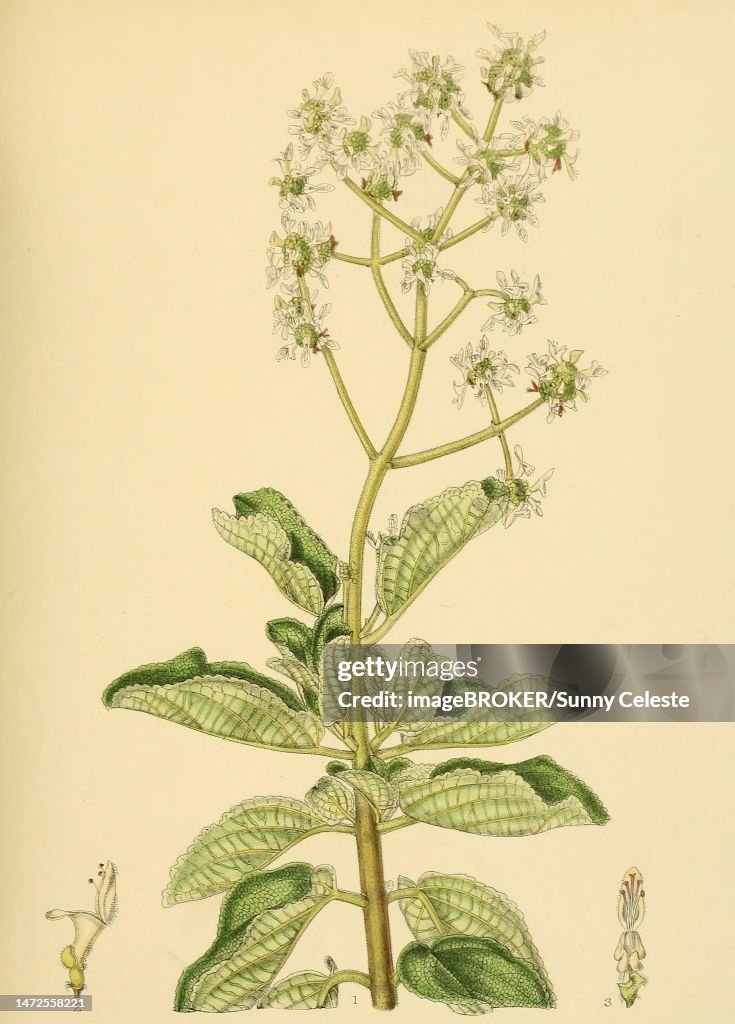 Anisochilus paniculatus, native to Southeast Asia, Sri Lanka, digitally restored historical colour print from 1893