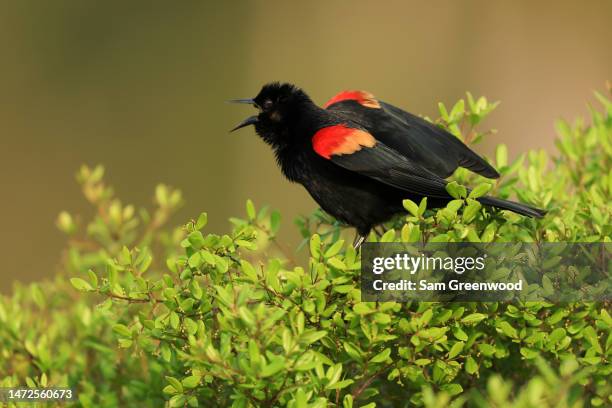 Red-winged black bird is seen during the second round of THE PLAYERS Championship on THE PLAYERS Stadium Course at TPC Sawgrass on March 10, 2023 in...