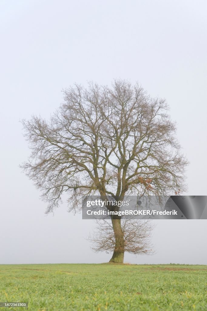 Solitary tree, old oak tree (Quercus) in a field with winter wheat (Triticum aestivum), North Rhine-Westphalia, Germany