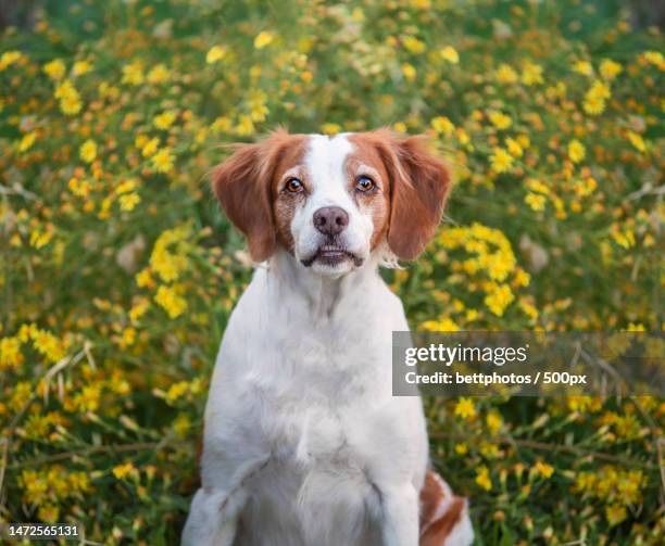 portrait of dog standing on grassy field,spain - ブリタニースパニエル ストックフォトと画像