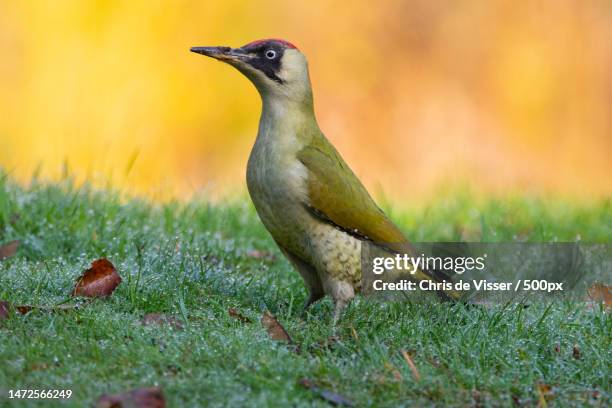 close-up of bird perching on grass,emmen,netherlands - viser stock pictures, royalty-free photos & images