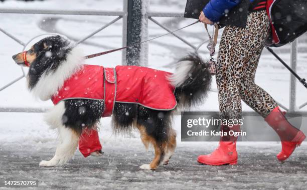 More snow awaits dogs and their owners as they arrive on day two of CRUFTS Dog Show at NEC Arena on March 10, 2023 in Birmingham, England. Billed as...