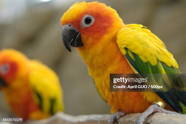 close-up of parrots perching on branch - cute-parakeets stock pictures, royalty-free photos & images