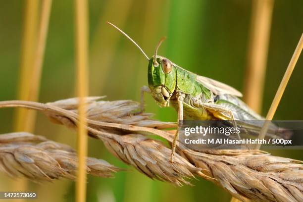 close-up of grasshopper on plant,indonesia - grasshopper stock pictures, royalty-free photos & images