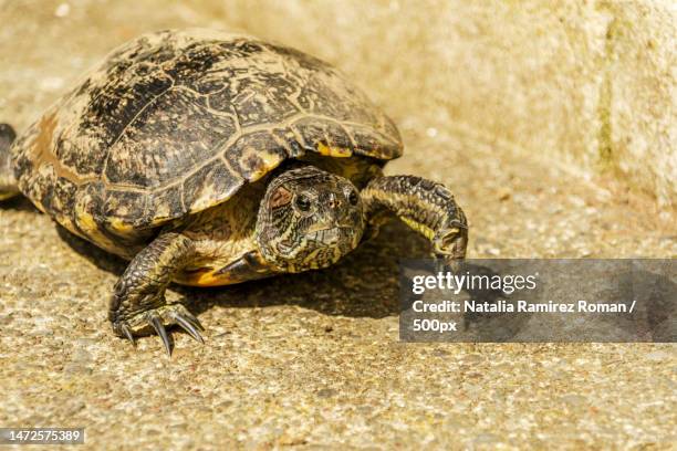 Tortoise Rome Roman Tortoise Photos and Premium High Res Pictures - Getty Images