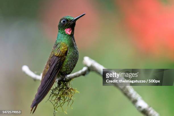 close-up of hummingtropical bird perching on branch,brazil - oiseau tropical stock-fotos und bilder