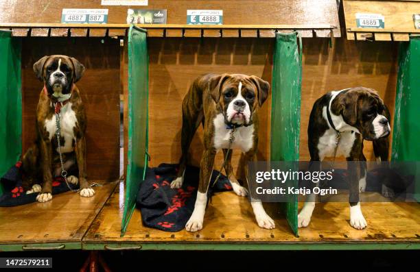 Three Boxer dogs in their enclosures on day two of CRUFTS Dog Show at NEC Arena on March 10, 2023 in Birmingham, England. Billed as the greatest dog...