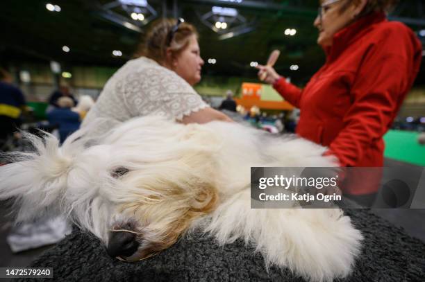 Old English Sheepdog getting ready for the judging on day two of CRUFTS Dog Show at NEC Arena on March 10, 2023 in Birmingham, England. Billed as the...