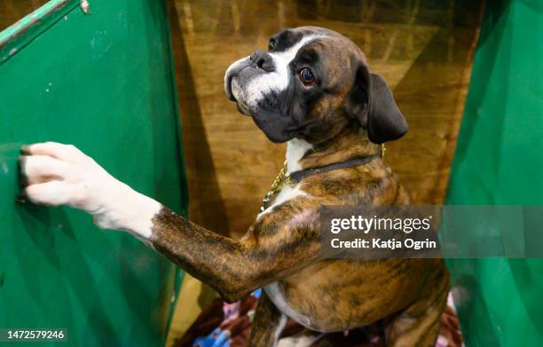 Boxer dog in their enclosure on day two of CRUFTS Dog Show at NEC Arena on March 10, 2023 in Birmingham, England. Billed as the greatest dog show in...