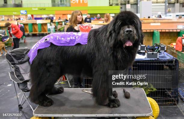 Newfoundland dog on day two of CRUFTS Dog Show at NEC Arena on March 10, 2023 in Birmingham, England. Billed as the greatest dog show in the world,...