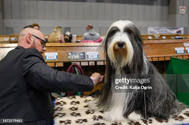 Bearded Collie dog on day two of CRUFTS Dog Show at NEC Arena on March 10, 2023 in Birmingham, England. Billed as the greatest dog show in the world,...