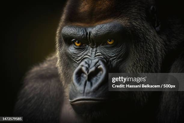 close-up portrait of western lowland gorilla against black background,alger,algeria - gorilla face stock-fotos und bilder