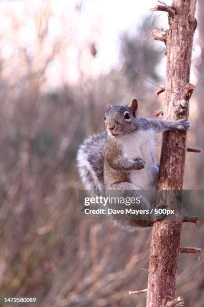 close-up of gray squirrel on tree trunk - tree squirrel stock-fotos und bilder