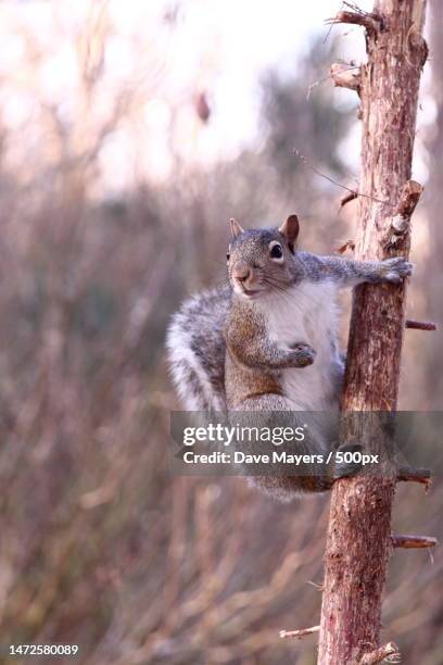close-up of gray squirrel on tree trunk - grey squirrel stock pictures, royalty-free photos & images
