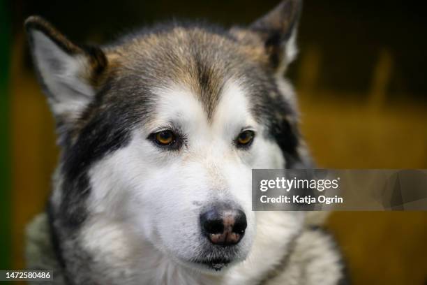 Alaskan Malamute on day two of CRUFTS Dog Show at NEC Arena on March 10, 2023 in Birmingham, England. Billed as the greatest dog show in the world,...