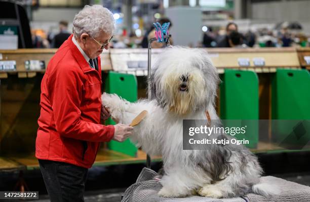 Old English Sheepdog getting ready for the judging on day two of CRUFTS Dog Show at NEC Arena on March 10, 2023 in Birmingham, England. Billed as the...