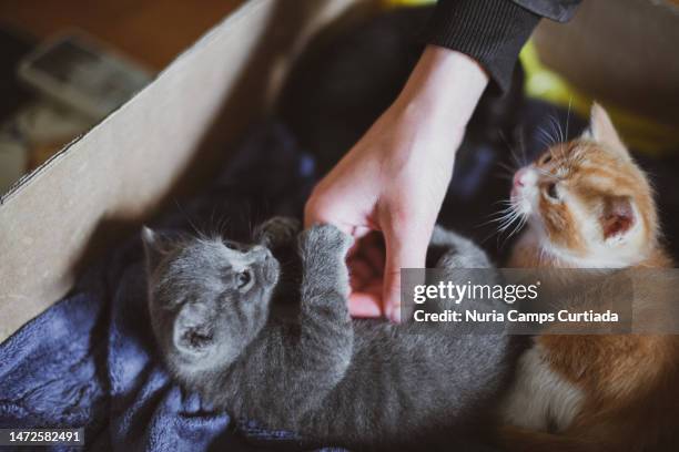 baby cats 4 - cat hand stock-fotos und bilder