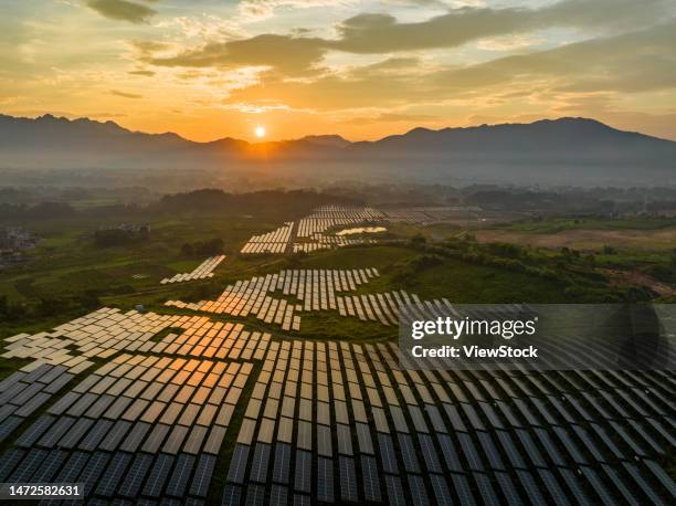 the ginger agricultural recovery and figure - 逆光 stockfoto's en -beelden