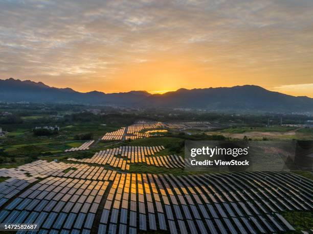 the ginger agricultural recovery and figure - 逆光 stockfoto's en -beelden