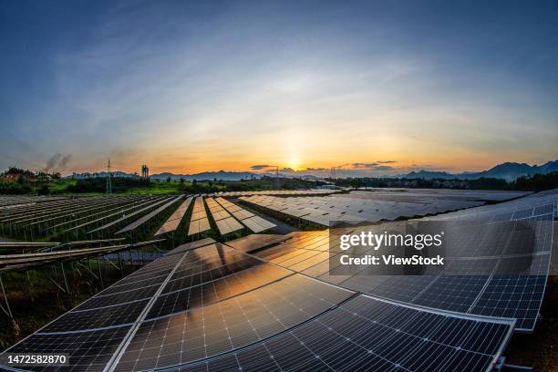 the ginger agricultural recovery and figure - 逆光 stockfoto's en -beelden