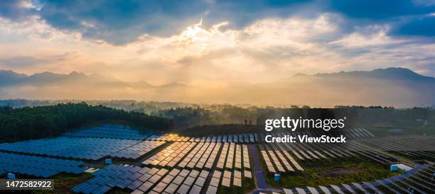 the ginger agricultural recovery and figure - 逆光 stockfoto's en -beelden