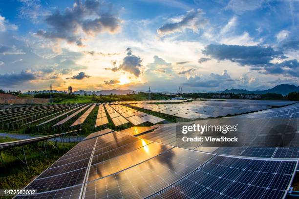 the ginger agricultural recovery and figure - 逆光 stockfoto's en -beelden