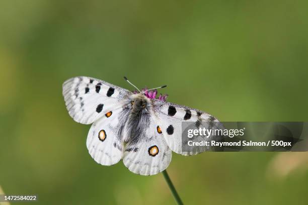 close-up of butterfly pollinating flower,coni,italy - mariposa apolo fotografías e imágenes de stock