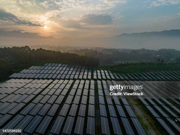 the ginger agricultural recovery and figure - 逆光 stockfoto's en -beelden