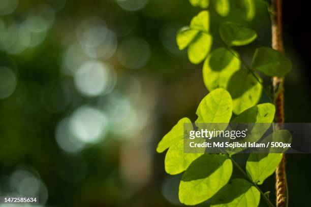clitoria ternatea green leaf,commonly known as asian pigeonwings,bluebellvine,bangladesh - clitoria - fotografias e filmes do acervo