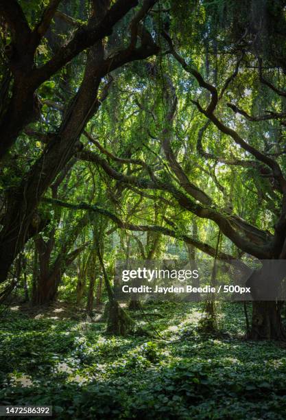 trees in forest,honolulu,hawaii,united states,usa - mousse-végétale photos et images de collection
