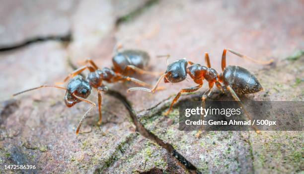 close-up of ants on rock - red imported fire ant stock pictures, royalty-free photos & images