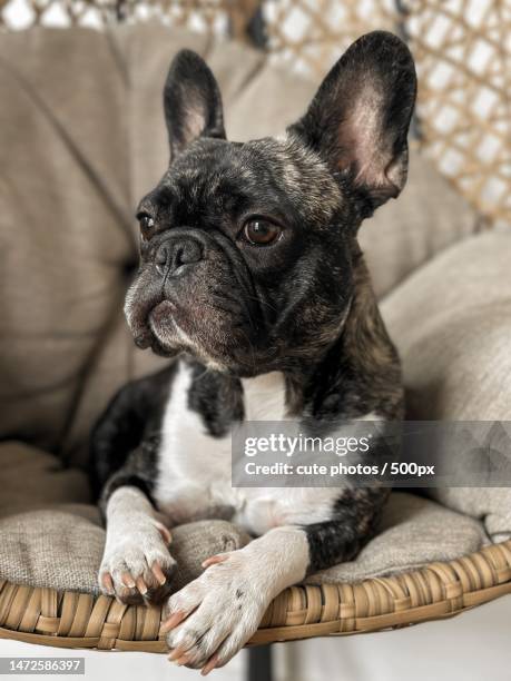 portrait of french bullbullpurebred dog sitting on sofa at home - フレンチブルドッグ ストックフォトと画像