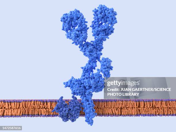 b cell receptor, illustration - antigen stock illustrations