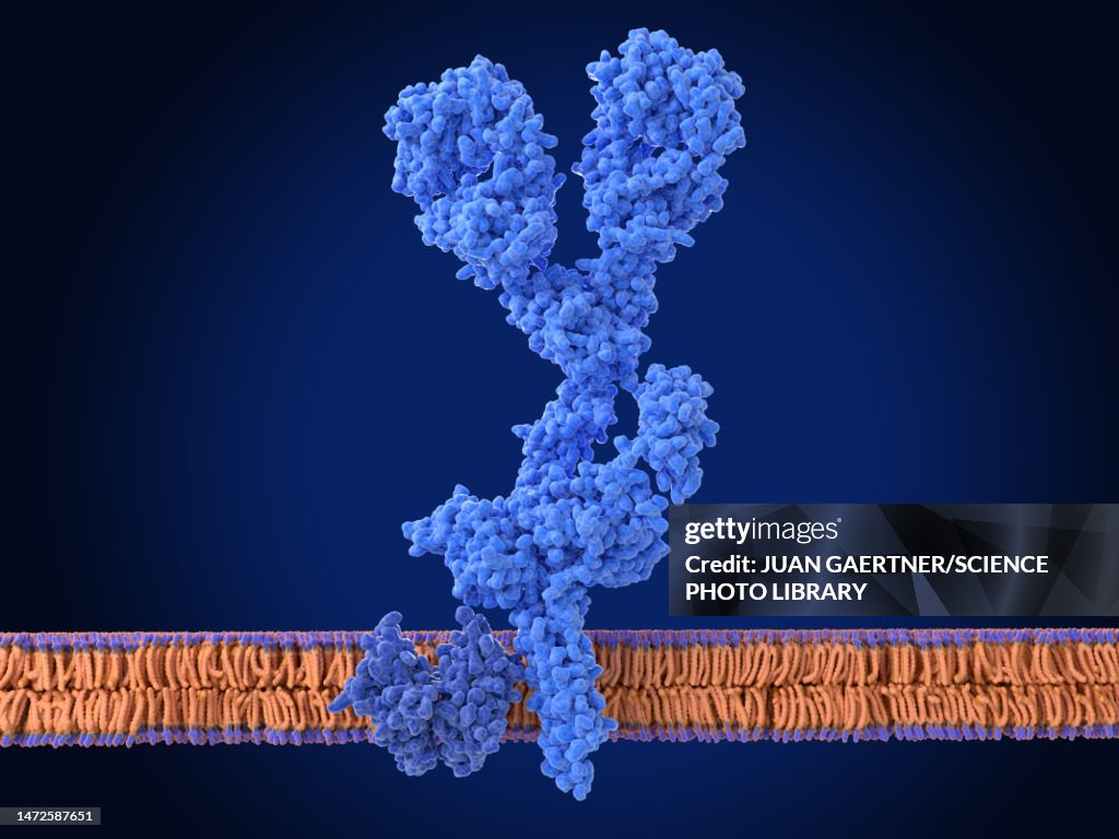 B cell receptor, illustration
