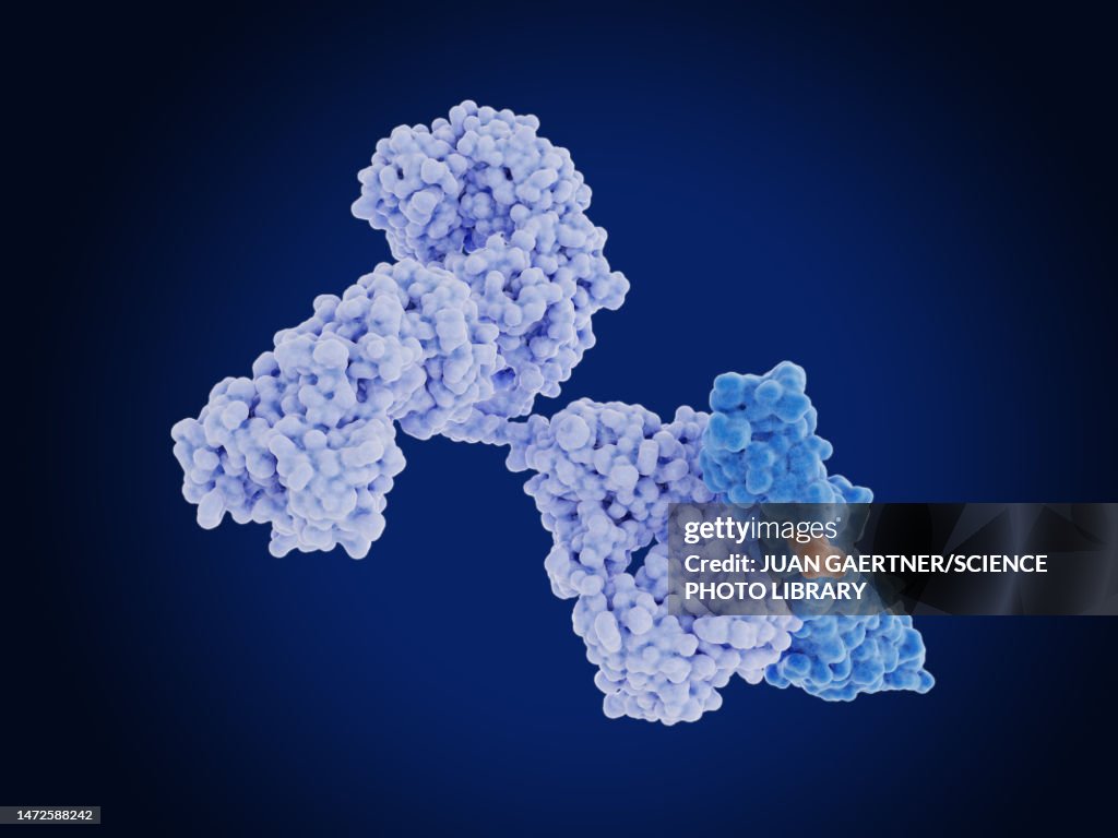 Mesothelin protein bound to antibody, illustration