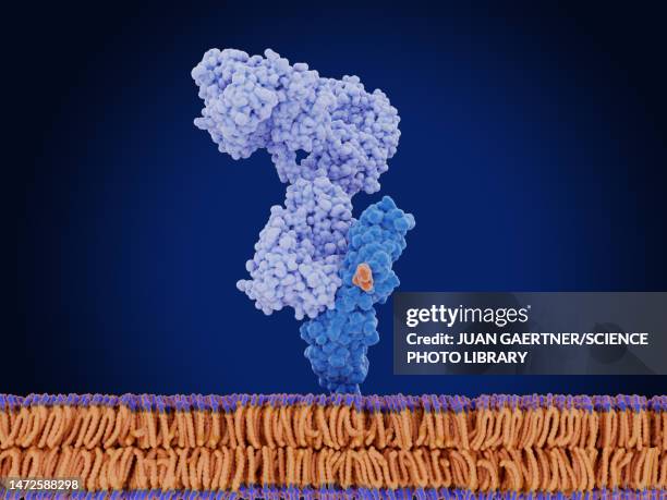 mesothelin protein bound to antibody, illustration - mesothelioma cancer stock illustrations