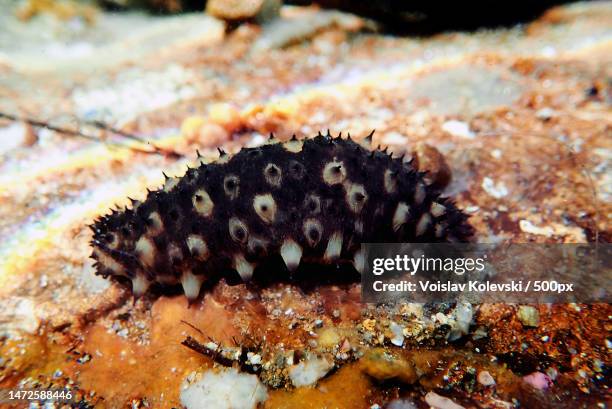 underwater photography of sea cucumber - holothuria sanctori,skiathos,greece - holothuria stock pictures, royalty-free photos & images