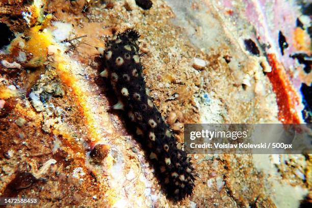 underwater photography of sea cucumber - holothuria sanctori,skiathos,greece - holothuria stock pictures, royalty-free photos & images