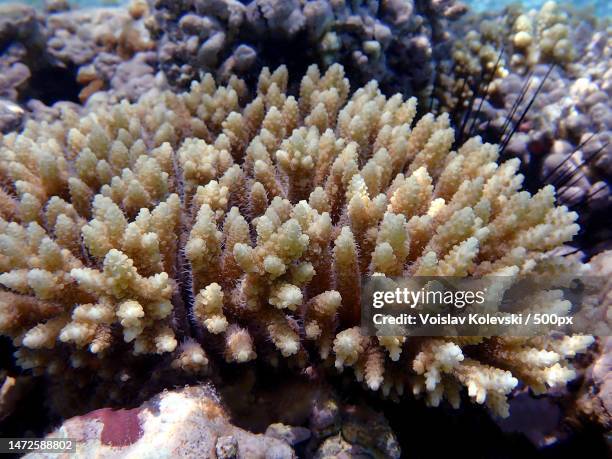 underwater scenes on acropora sps coral colony into the sea - acropora sp stock pictures, royalty-free photos & images