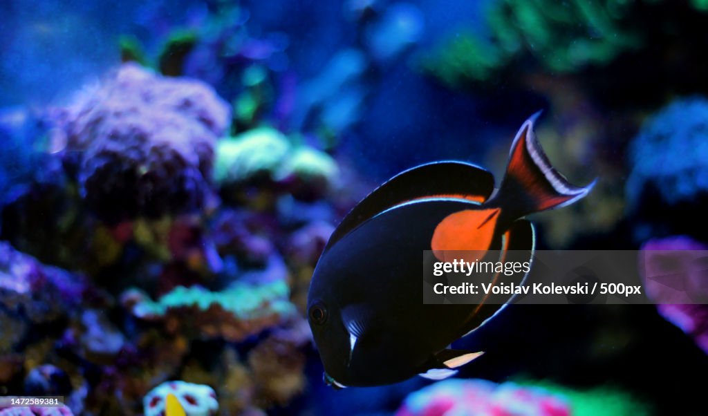 Achilles Surgeon Fish Tang - Acanthurus achilles,Skopje,Macedonia