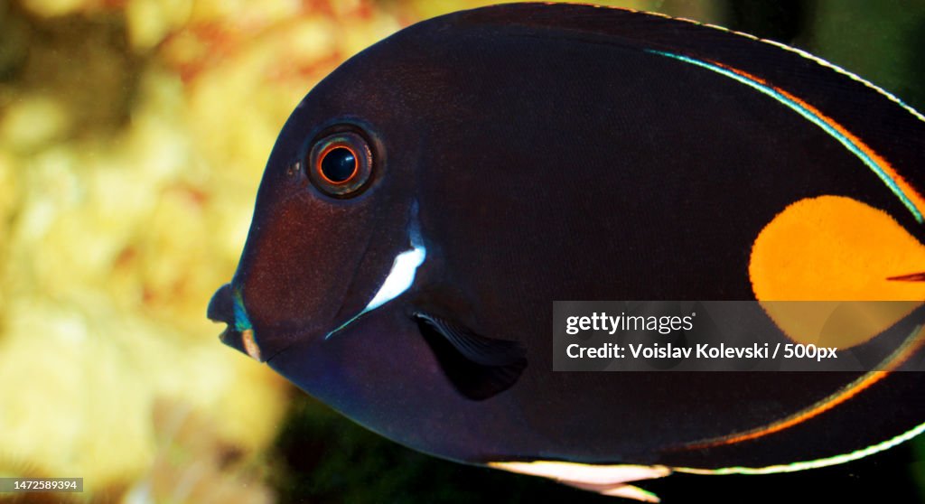 Achilles Surgeon Fish Tang - Acanthurus achilles,Skopje,Macedonia