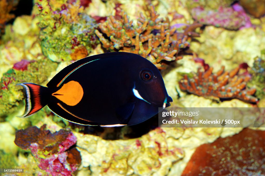 Achilles Surgeon Fish Tang - Acanthurus achilles,Skopje,Macedonia