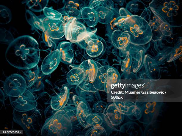 close-up of jellyfish swimming in aquarium,wien,austria - kwal stockfoto's en -beelden