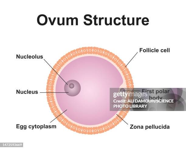 ovum structure, illustration - human egg stock illustrations