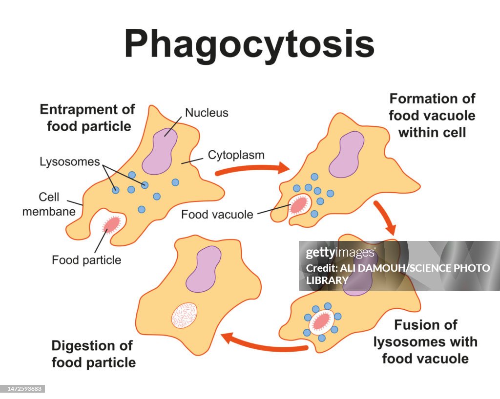Phagocytosis, illustration