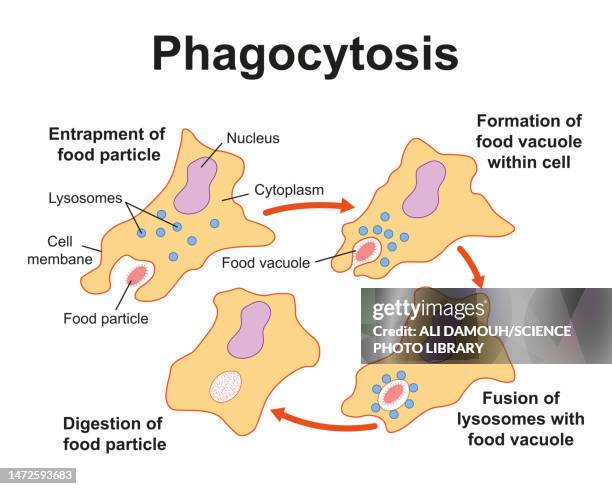 phagocytosis, illustration - lysosome stock illustrations