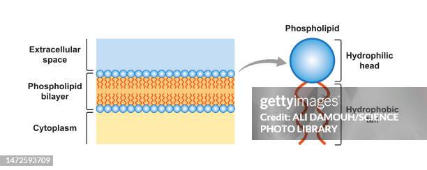 phospholipid bilayer structure, illustration - zellmembran stock-grafiken, -clipart, -cartoons und -symbole