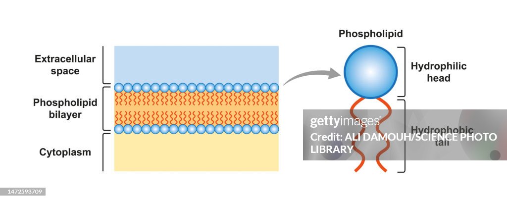 Phospholipid bilayer structure, illustration