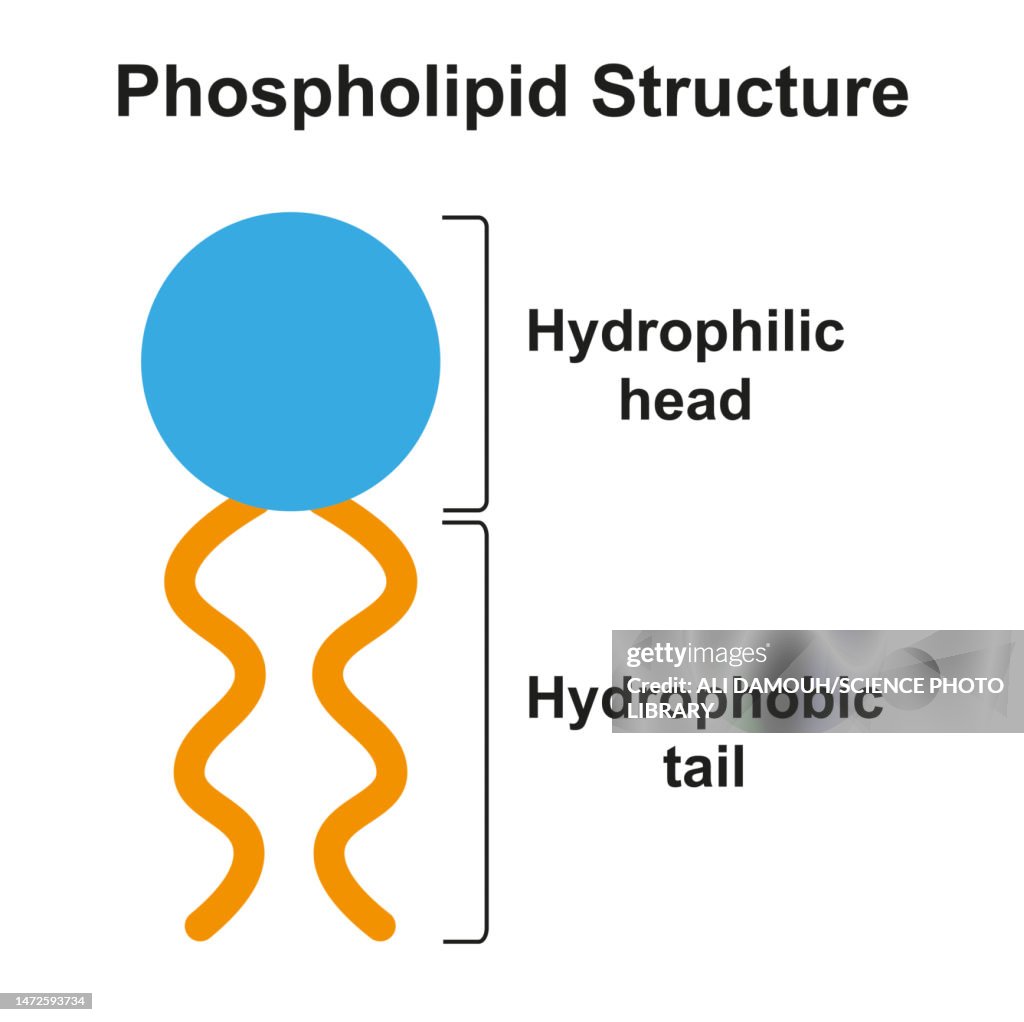 Phospholipid molecule structure, illustration